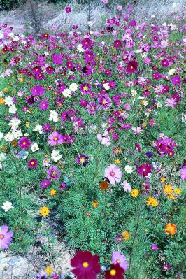 Field of Cosmos Flowers