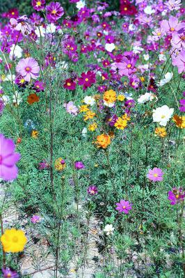 Field of Cosmos Flowers