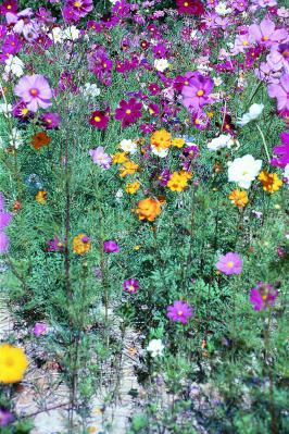 Field of Cosmos Flowers