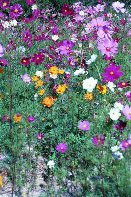 Field of Cosmos Flowers