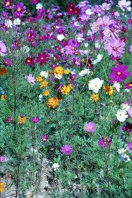 Field of Cosmos Flowers