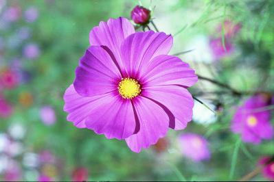 Pink Cosmos 