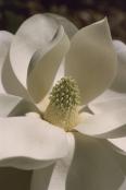 034_34-Magnolia-grandiflora---Southern-Magnolia