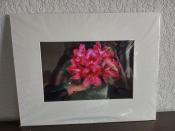 Dark-Pink-Rhododendron-1331-14