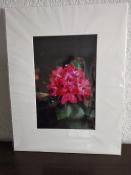 Dark-Pink-Rhododendron-1331-15