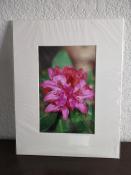 Dark-Pink-Rhododendron-1331-88