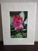 Dark-Pink-Rhododendron-1331-91