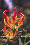 Gloriosa superba ‘Rothschildiana’ - Gloriosa Lily, Glory Lily