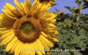 Helianthus annuus - Sunflower