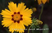 Coreopsis grandiflora ‘Baby Sun’ – Coreopsis