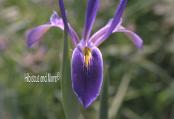 Iris hexagona - Blue Flag Iris. Fine Art Print