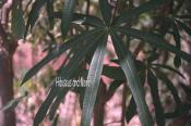 Manihot esculenta - Cassava Tapioca Plant. Fine Art Print. 