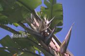 Strelitzia nicolai - White Bird of Paradise