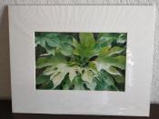 Mexican-Sunflower-Leaves-4729-35