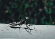 Preying-Mantis-1