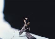 Preying-Mantis-6