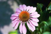 img317-1608-18-Coneflower