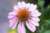 img318-1608--19-Coneflower-1