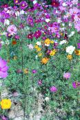 img405-1608-32-Field-of-Cosmos