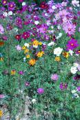 img408-1608-35-Field-of-Cosmos