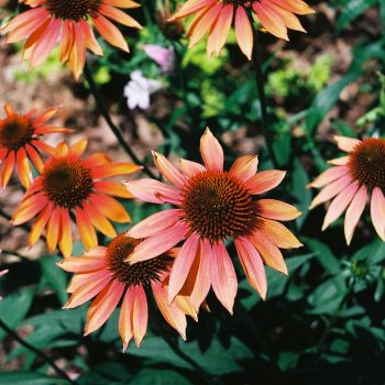 03-34-Echinacea--Cheyenne-Spirit----Cheyenne-Spirit-Coneflower