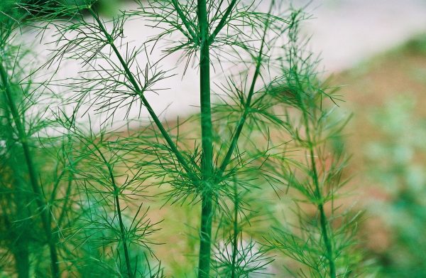 Foeniculum vulgare – Fennel Fine Art Print