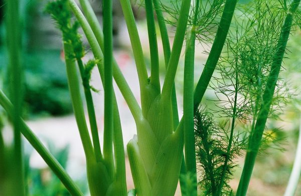 Foeniculum vulgare – Fennel Fine Art Print