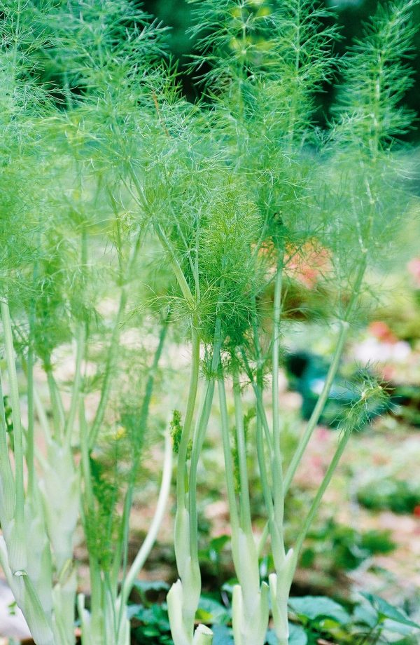 Foeniculum vulgare – Fennel Fine Art Print