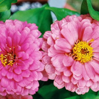 Zinnia elegans ‘Dreamland Pink’ – Zinnia Fine Art Print