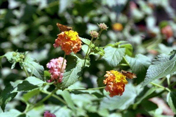 Lantana camara ‘Miss Huff’ – Lantana Fine Art Print