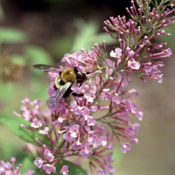 121_21-Buddleia-davidii--Pink-Delight----Butterfly-Bush