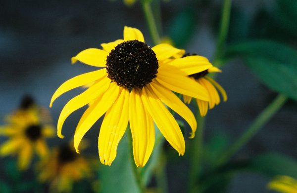 Rudbeckia speciosa var. sullivantii ‘Goldsturm’ - Black-Eyed Susan Fine Art Print