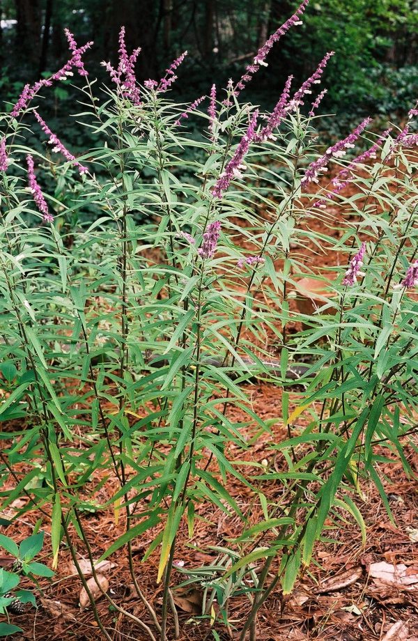 Salvia leucantha - Mexican Sage Fine Art Print