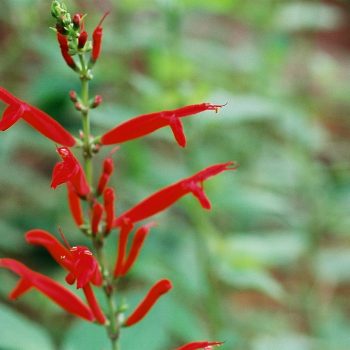 Salvia elegans - Pineapple Sage Fine Art Print