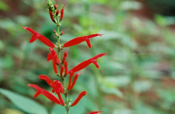 Salvia elegans - Pineapple Sage Fine Art Print