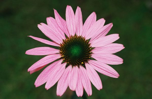 Echinacea purpurea ‘Magnus’ - Purple Coneflower. Fine Art Print