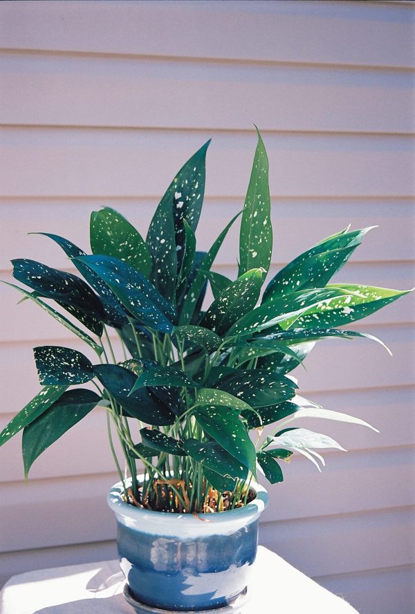 Aglaonema-brevispathum-hospitum