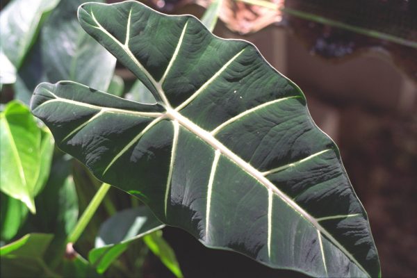 Alocasia