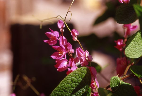 Antigonon-leptopus---Coral-Vine