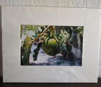 Avocado Fruit - Persea americana