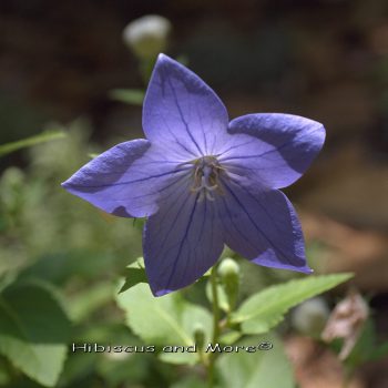 Platycodon grandiflorus - Balloon Flower