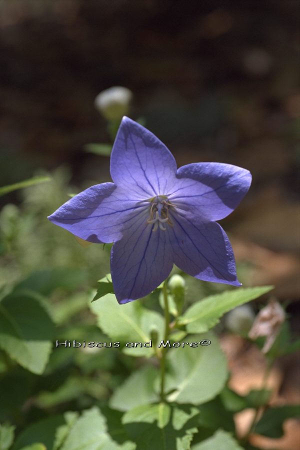 Platycodon grandiflorus - Balloon Flower