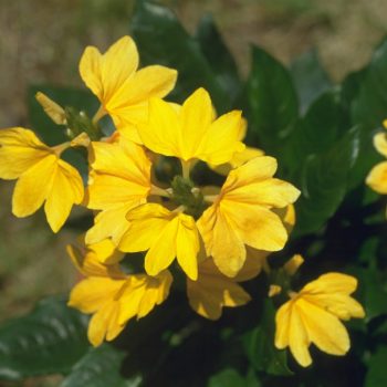 Crossandra-infundibuliformis