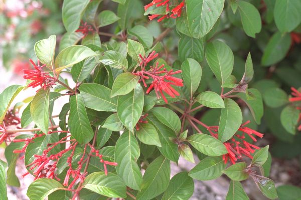 Hamelia patens - Firebush, Scarletbush Fine Art Print