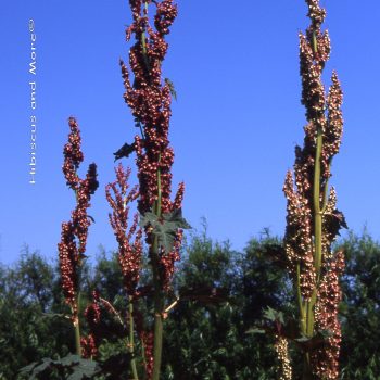 Rheum sp. – Rhubarb Flowers