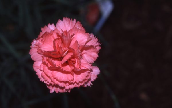 Dianthus X allwoodii ‘Old Spice’ - Old Spice Dianthus