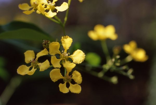 Mascagnia macroptera - Yellow Butterfly Vine