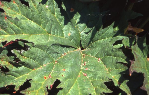 Rheum sp. – Rhubarb Leaves. Fine Art Print