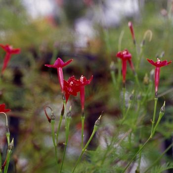 Ipomoea quamoclit - Cypress Vine Fine Art Print