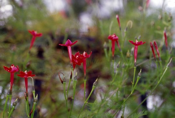 Ipomoea quamoclit - Cypress Vine Fine Art Print